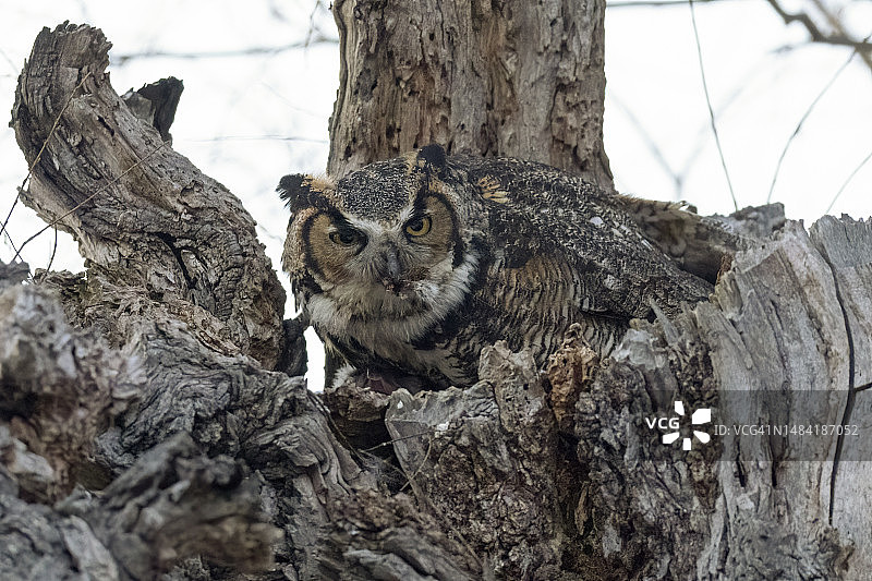 雕鸮和幼鸟图片素材