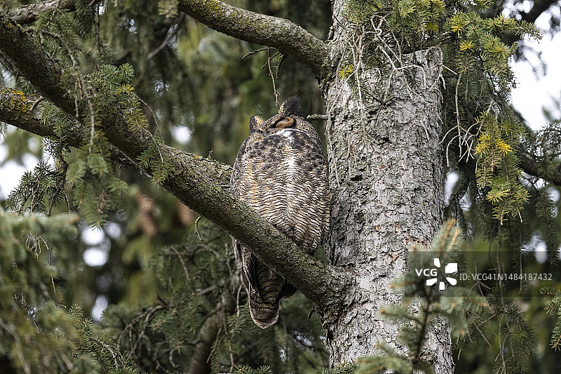 松树上的雕鸮图片素材