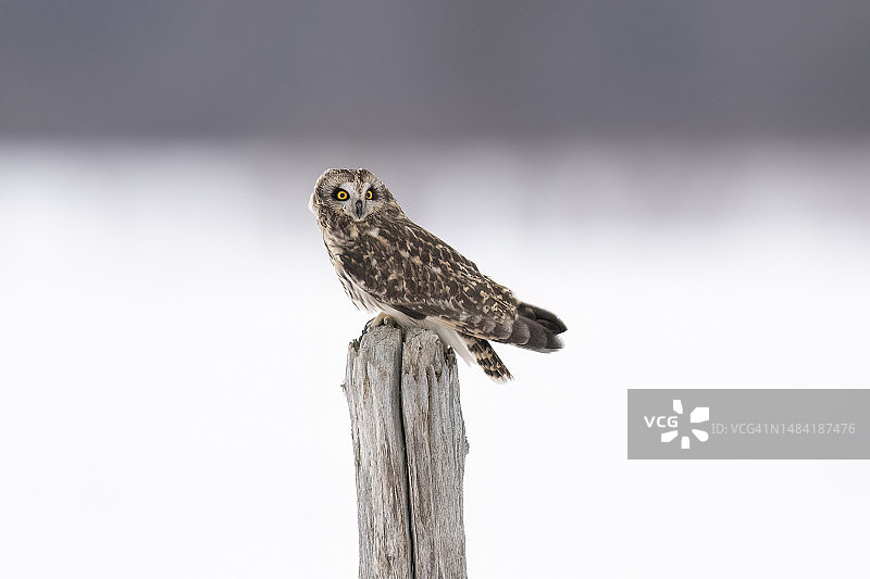 雪景中栖息在柱子上的短耳鸮图片素材