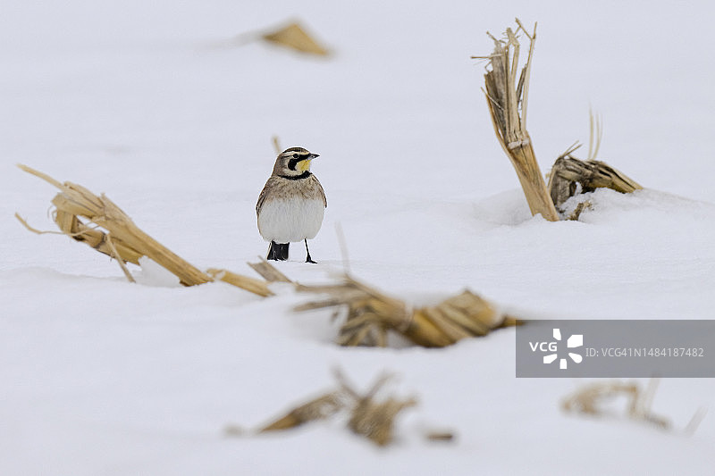 冰晶田野中的角百灵图片素材