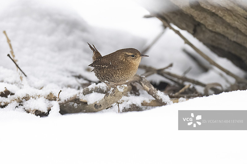 雪中的冬季鹪鹩图片素材