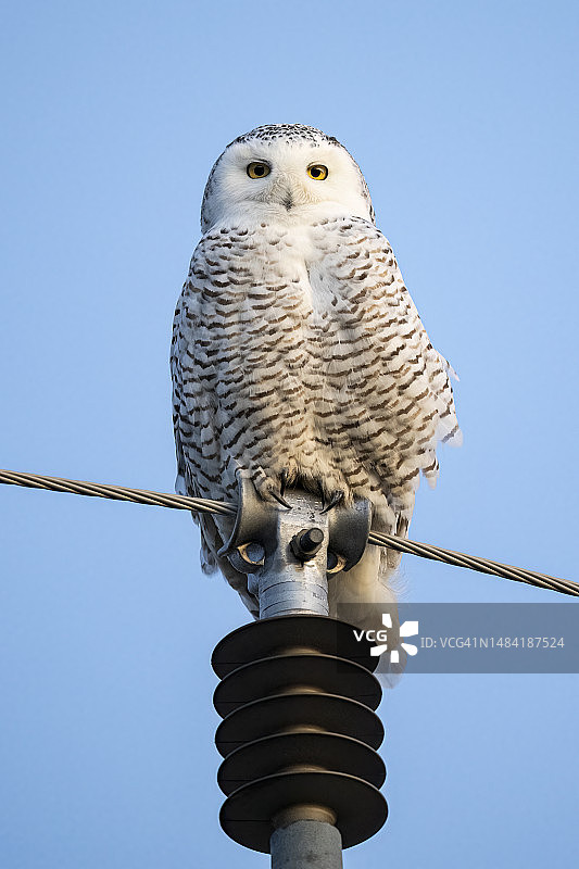 冰原上的雌性雪鸮图片素材