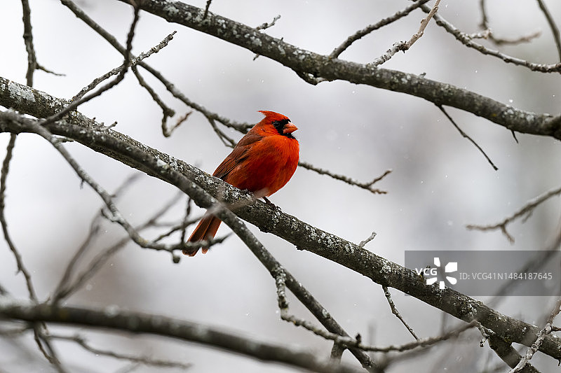 树上的北美红雀（雄性）图片素材