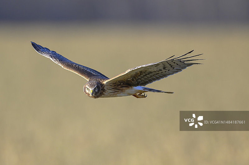 飞行狩猎中的北鹞图片素材