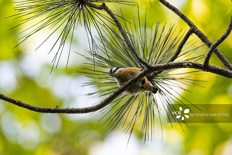 红胸䴓图片素材