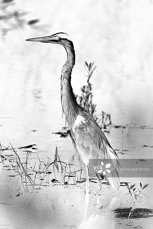 高调风格的苍鹭图片素材