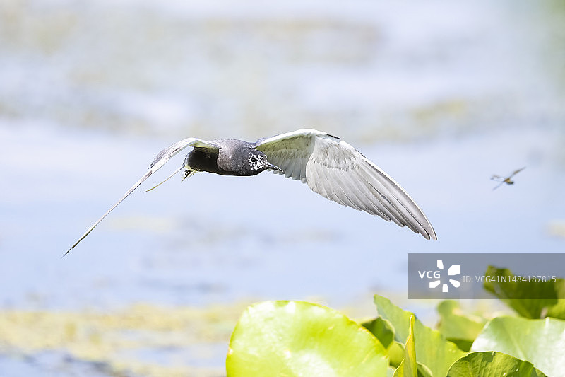飞行中的黑浮鸥图片素材