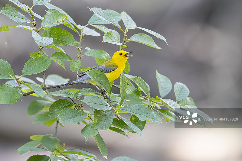 在树上歌唱的黄喉拟鹂图片素材