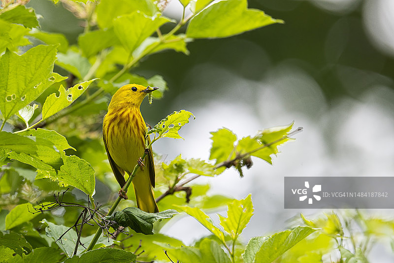 黄莺和绿色毛毛虫图片素材