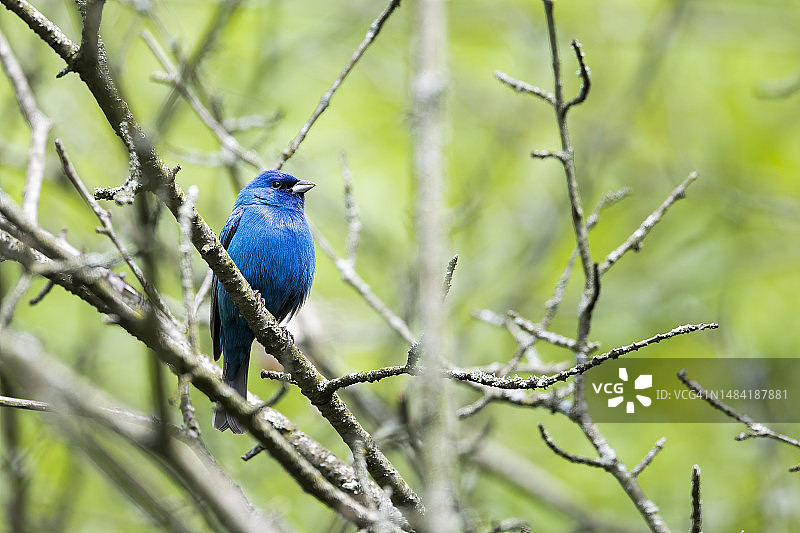 靛蓝彩雀图片素材