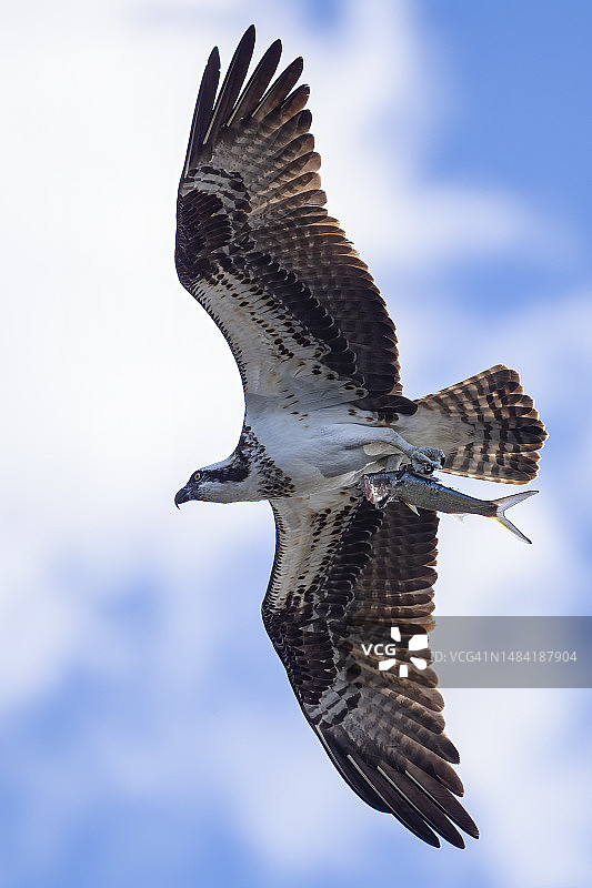 鹗携鱼飞行图片素材