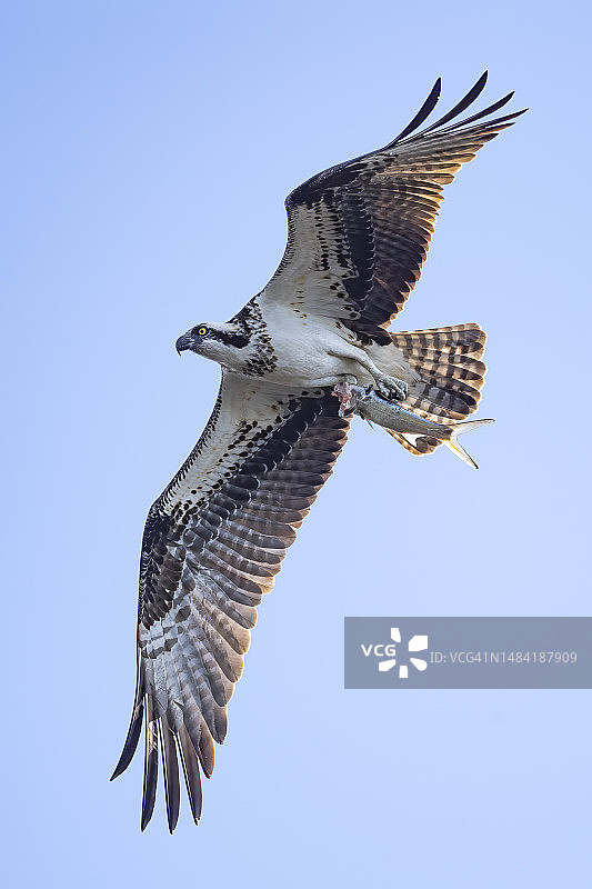 鹗携鱼飞行图片素材