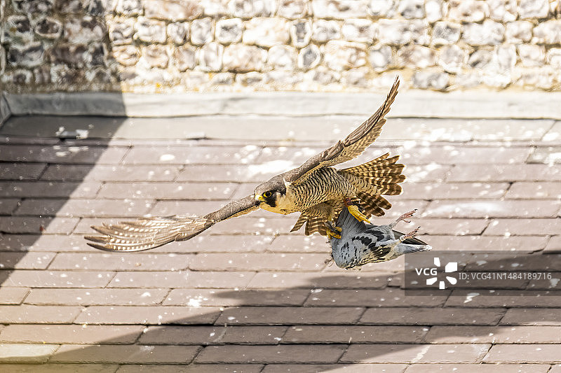 游隼携带一只死鸽子图片素材