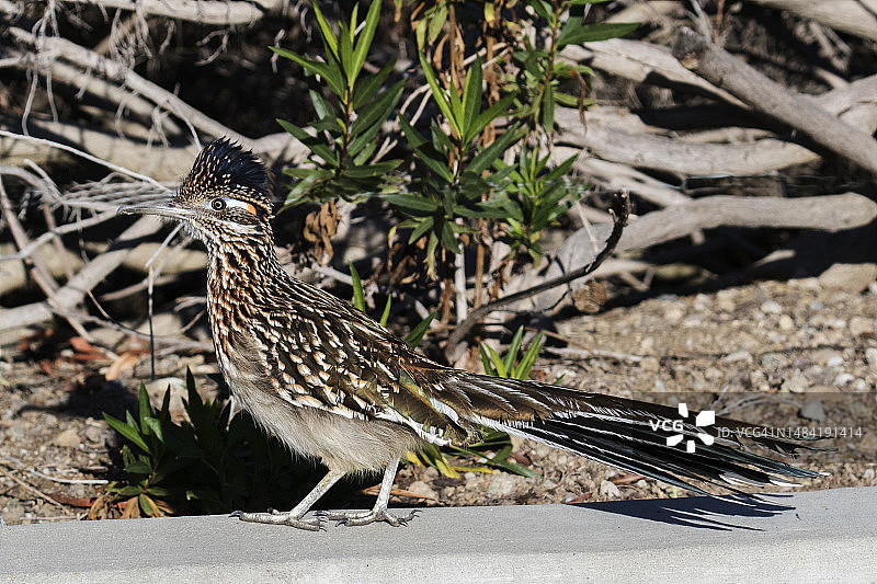 大走鹃图片素材