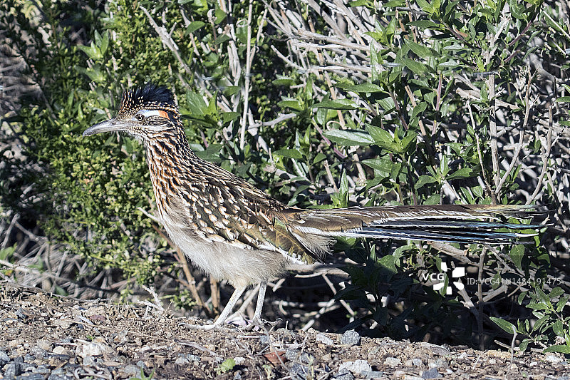 大走鹃图片素材