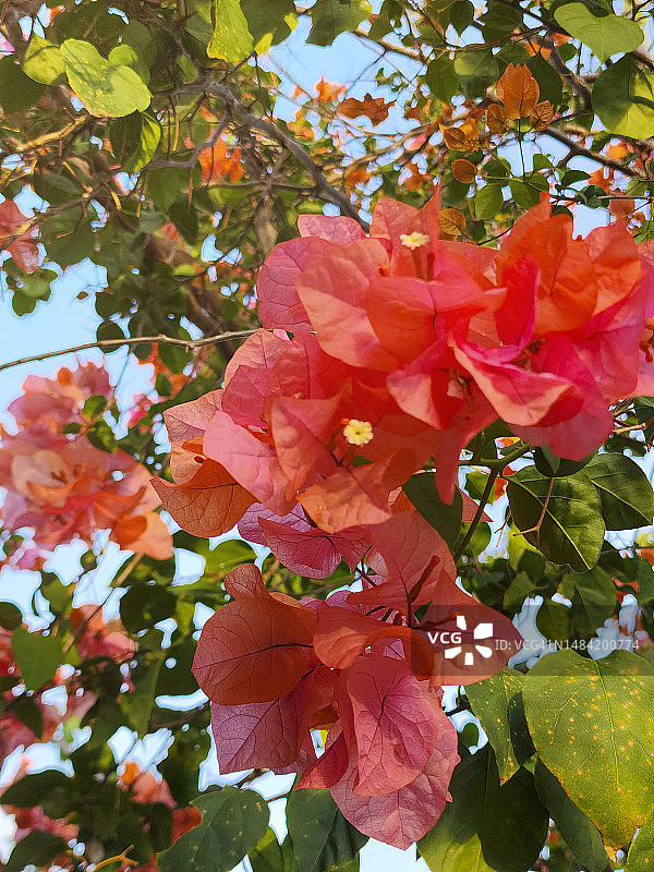 蓝天下盛开的三角梅图片素材