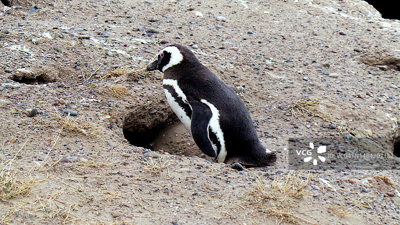 自然动物图片素材
