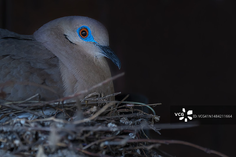 栖息在黑暗角落鸟巢上的鸟图片素材
