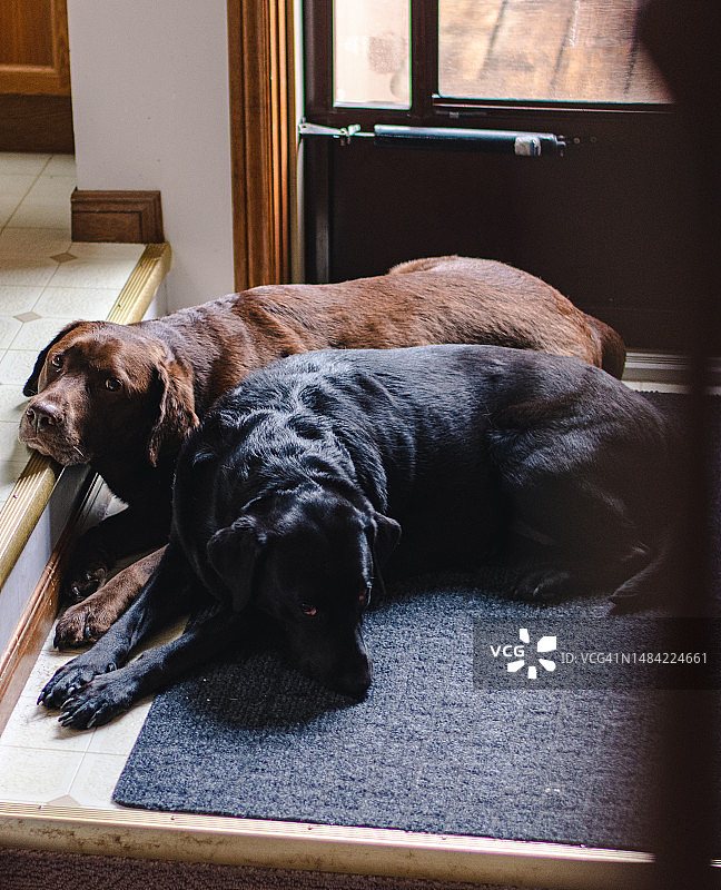 拉布拉多寻回犬躺卧图片素材