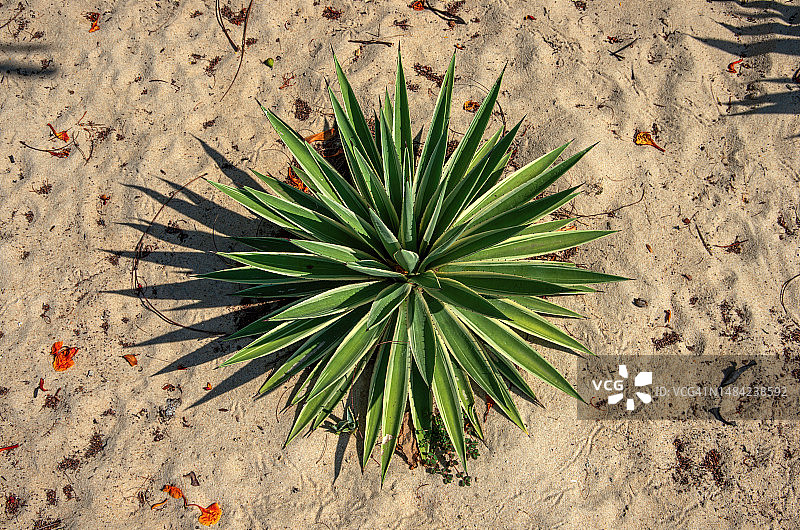 生长在沙地中的龙舌兰图片素材