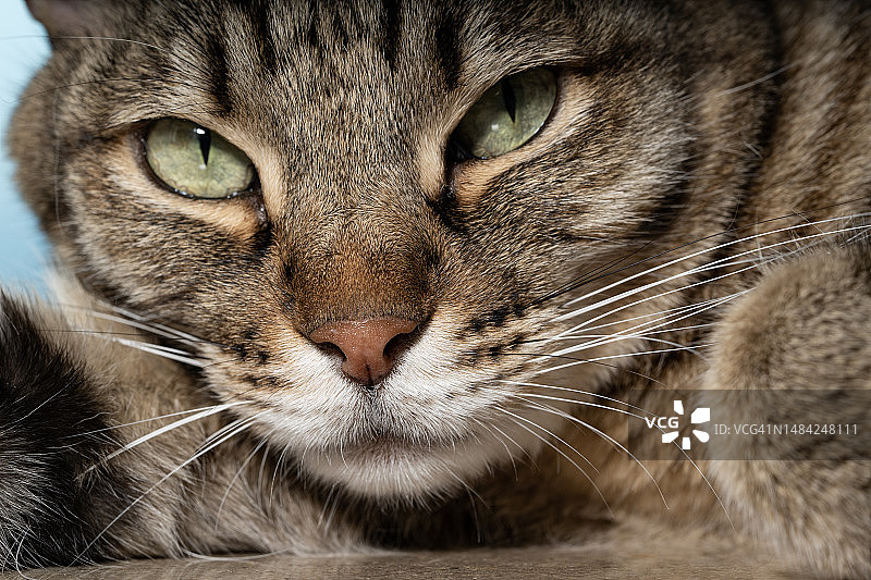 中国香港香港岛的猫特写图片素材