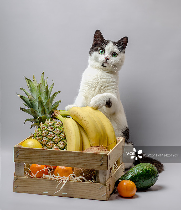 黑白毛色绿眼睛的小猫与异域水果图片素材
