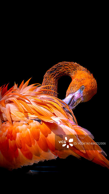 黑色背景下的火烈鸟特写图片素材