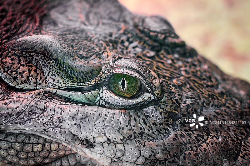 黄色背景上鳄鱼头特写图片素材