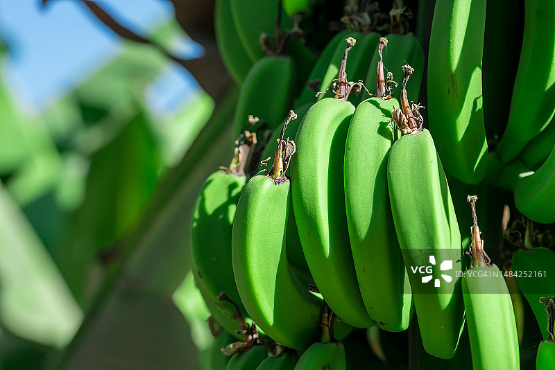 树上生长的香蕉特写图片素材