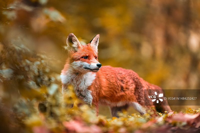 秋季田野里的红狐狸特写，匈牙利图片素材