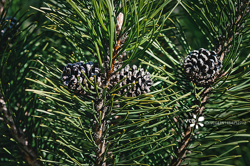 阳光下的山松树枝和球果 -  Pinus mugo Turra图片素材