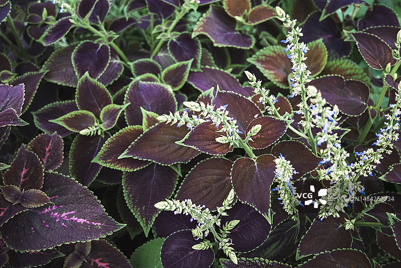 花园里盛开的彩叶草，鞘蕊花图片素材
