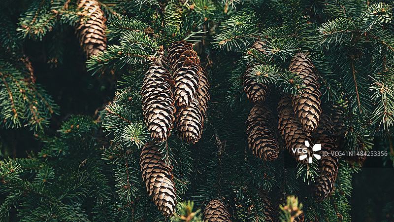 特写镜头下的许多锥果云杉树枝,冷杉树背景图片素材