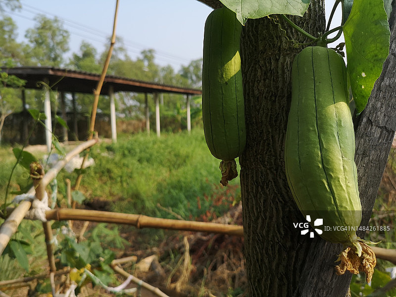 丝瓜，葫芦科绿色蔬菜，在自然背景下的棕色织物上新鲜图片素材
