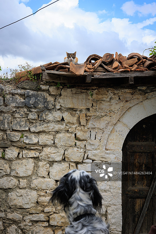 英国塞特犬看着猫图片素材