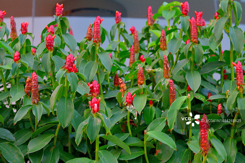 红苞姜图片素材