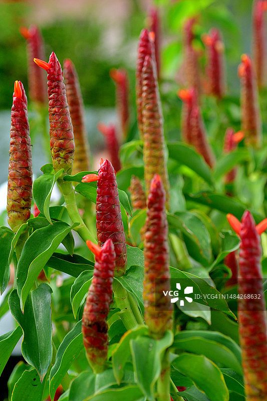 红苞姜图片素材