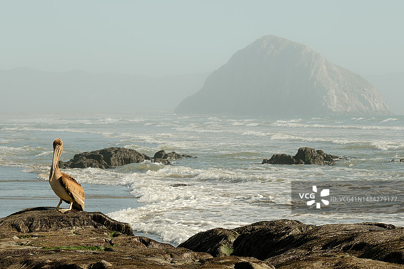 莫罗岩上的鹈鹕图片素材
