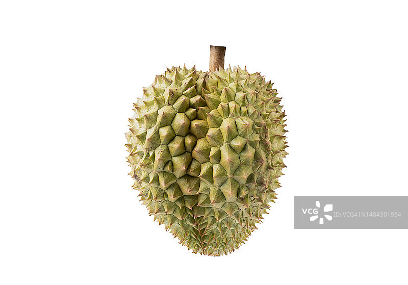 白色背景上的新鲜榴莲图片素材