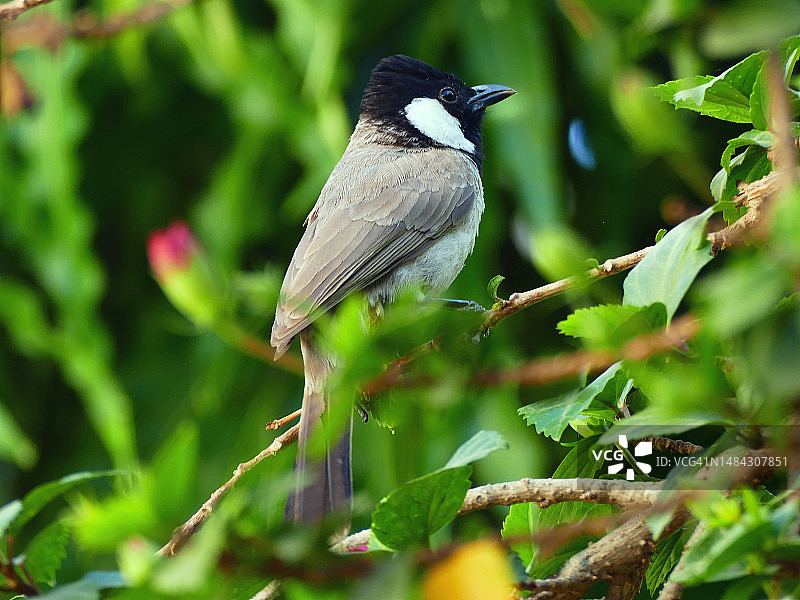 印度常见的白颊/耳鹎图片素材