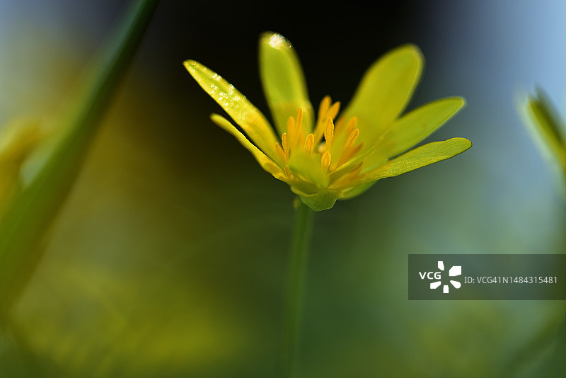 白屈菜图片素材