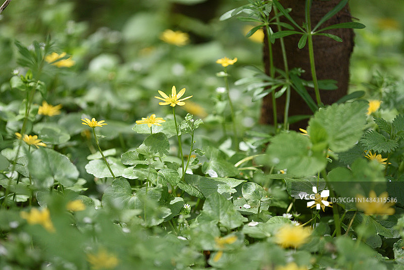 白屈菜图片素材
