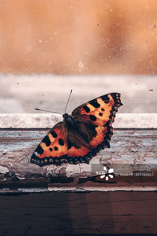 小玳瑁图片素材