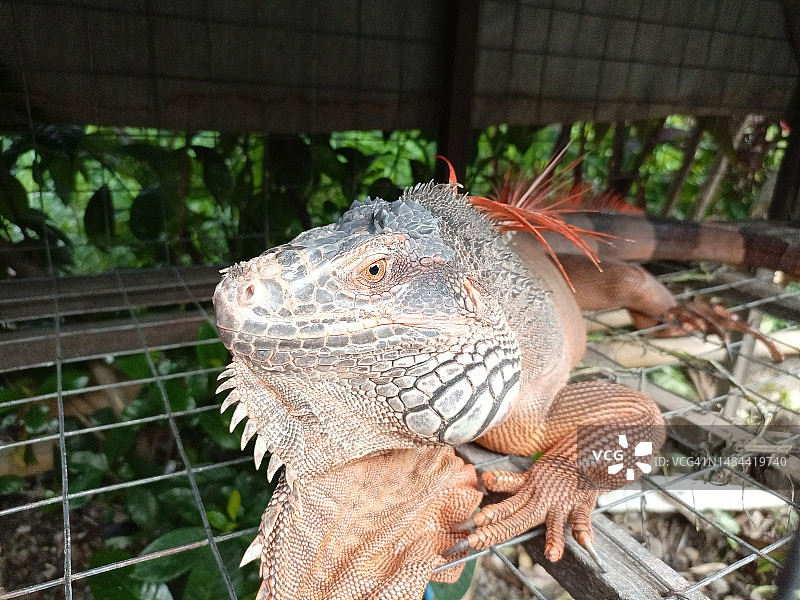 大鬣蜥肖像图片素材