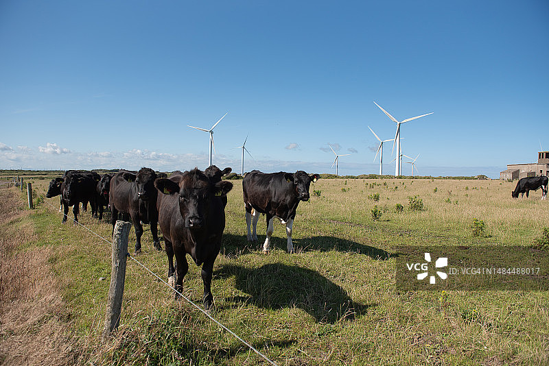 有牛的风力涡轮机农场图片素材