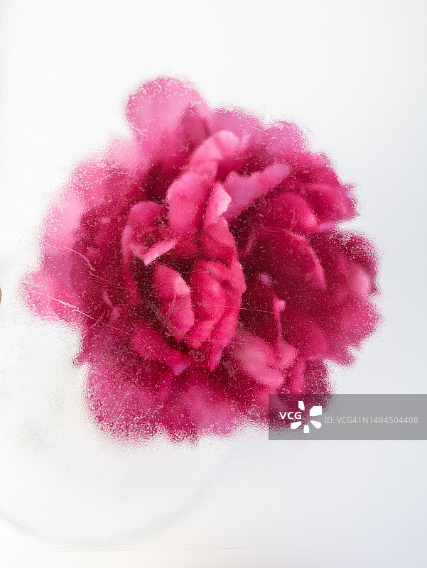 牡丹花特写照片图片素材