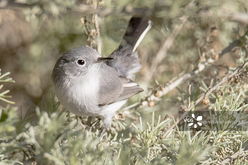 蓝色小嘲鸫栖息图片素材