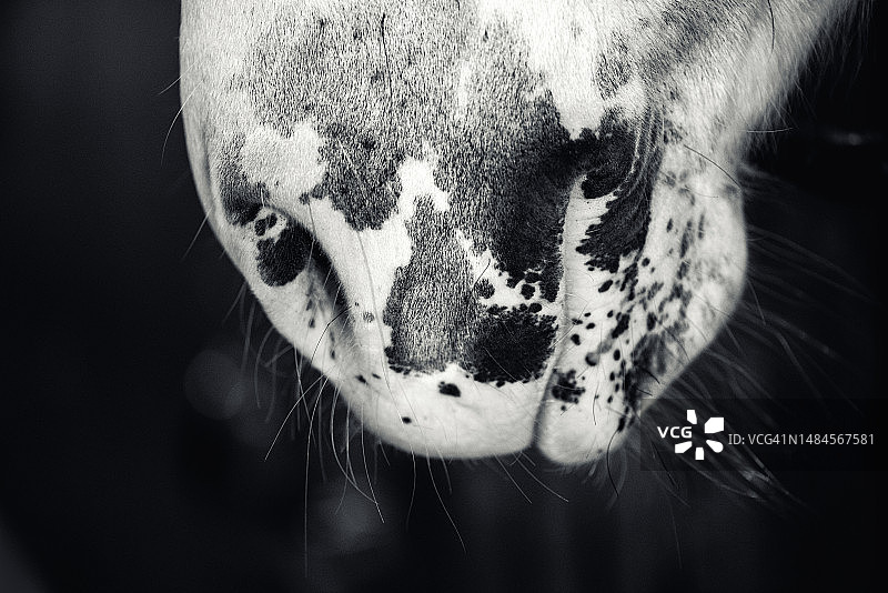 马嘴的特写图片素材