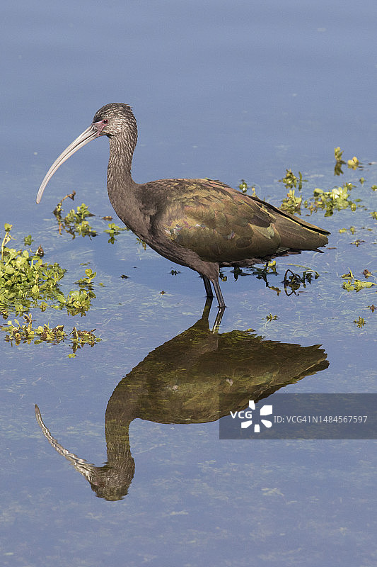 白面彩鹮在水中倒影图片素材