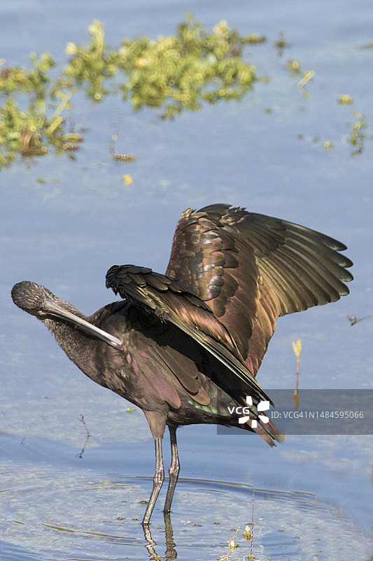 正在梳理羽毛的白脸彩鹮图片素材